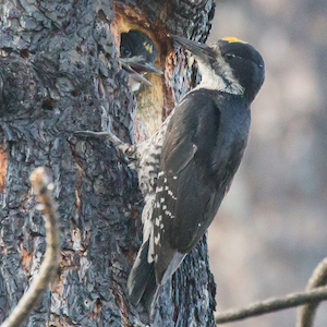 Black Backed Woodpecker Photo